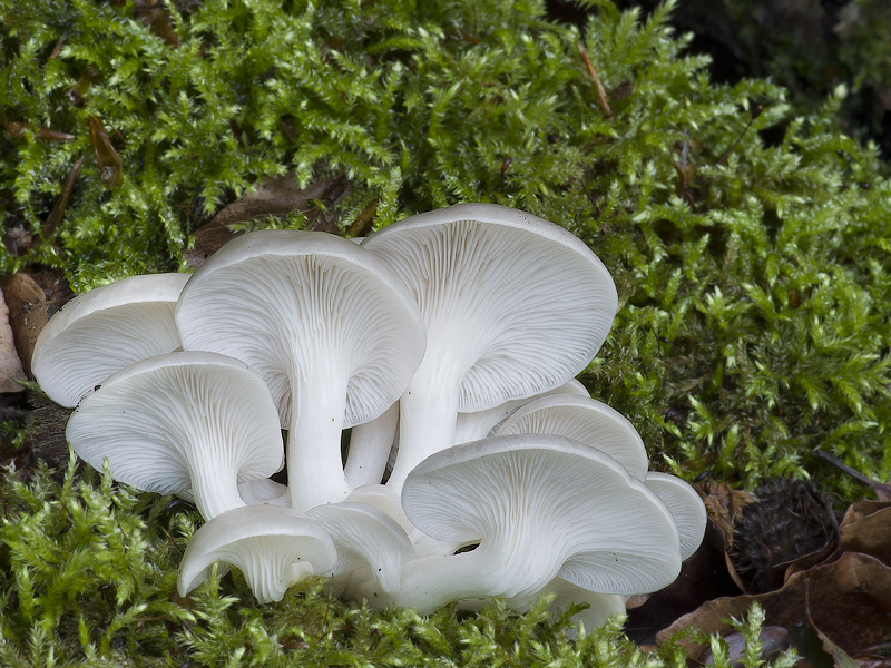 Pleurotus pulmonarius